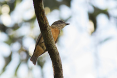 Heterocercus linteatus