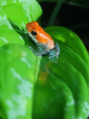 Oophaga granulifera