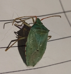 Chlorocoris rufopictus