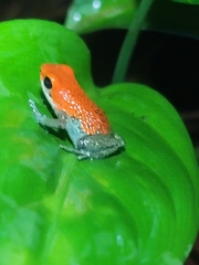Oophaga granulifera