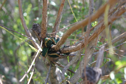 iNaturalist observation photo of Figeater Beetle