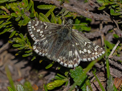 Pyrgus centaureae