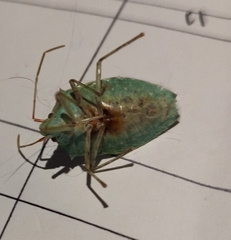 Chlorocoris rufopictus