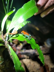 Oophaga granulifera