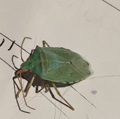 Chlorocoris rufopictus