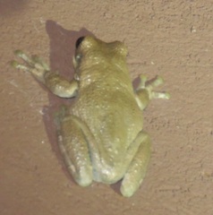 Trachycephalus typhonius