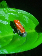 Oophaga granulifera