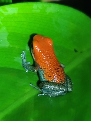 Oophaga granulifera