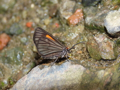 Sangalopsis microleuca