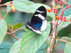 Heliconius eleuchia