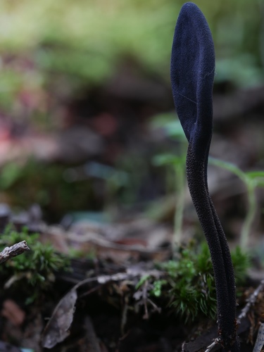 Geoglossum