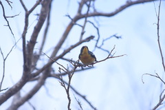 Setophaga pitiayumi insularis