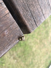 Paracritheus trimaculatus