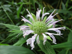 Monarda fistulosa