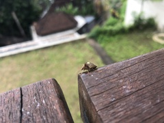 Paracritheus trimaculatus