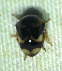Tragopini