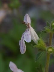 Stachys rigida rigida