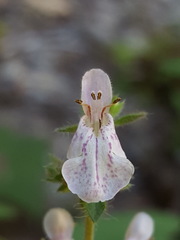 Stachys rigida rigida