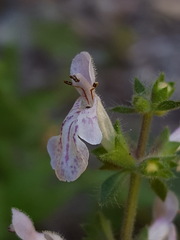 Stachys rigida rigida
