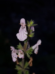Stachys rigida rigida
