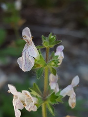 Stachys rigida rigida