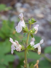 Stachys rigida rigida