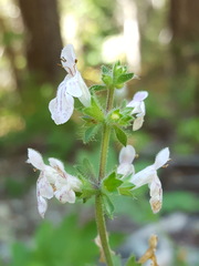 Stachys rigida rigida