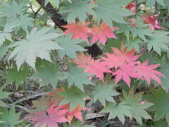 Acer pseudosieboldianum