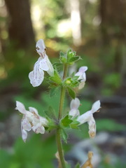 Stachys rigida rigida