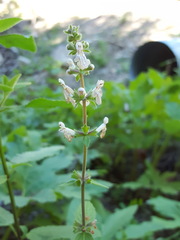 Stachys rigida rigida