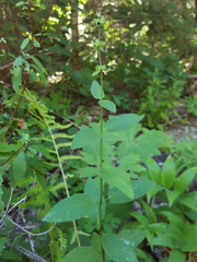 Stachys rigida rigida