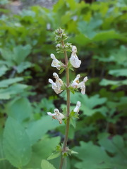 Stachys rigida rigida