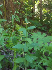 Stachys rigida rigida