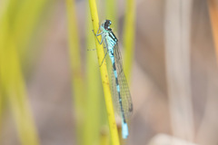 Coenagrion