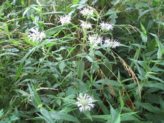 Monarda fistulosa