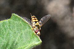 Simosyrphus