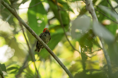 Ceratopipra rubrocapilla