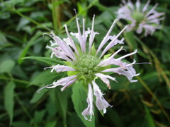 Monarda fistulosa