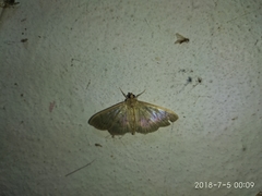 Poliobotys ablactalis