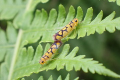 Pawiloma multilunatula