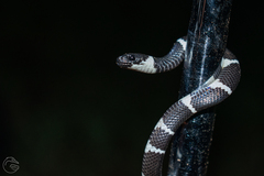 Tropidodipsas fasciata