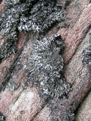 Phaeophyscia kairamoi