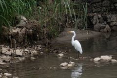 Ardea alba