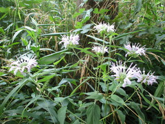 Monarda fistulosa
