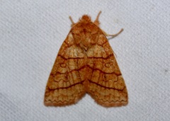 Pyreferra hesperidago