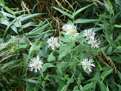 Monarda fistulosa