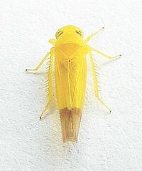 Alebra bicincta