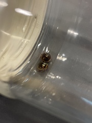 Coptosoma xanthogramma