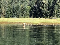 Ursus americanus kermodei