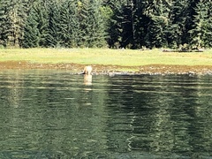 Ursus americanus kermodei